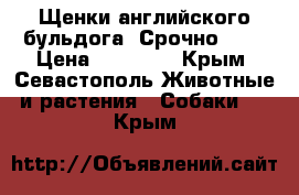 Щенки английского бульдога .Срочно !!! › Цена ­ 30 000 - Крым, Севастополь Животные и растения » Собаки   . Крым